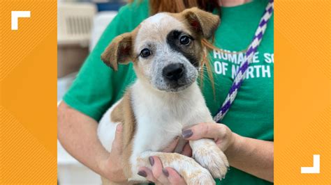 humane society of north texas adoptable dogs.